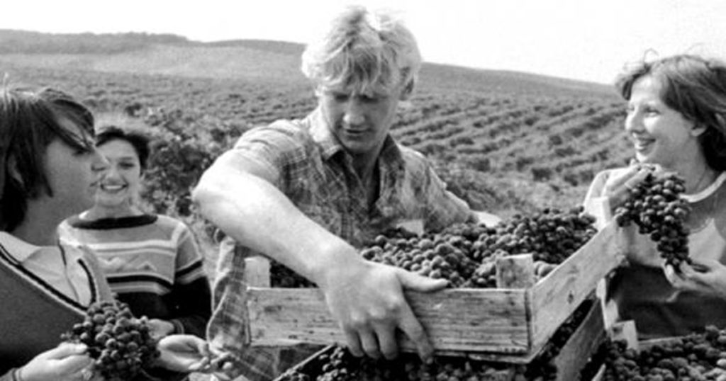 Фотоснимки из СССР: сбор урожая коллективно и весело.
