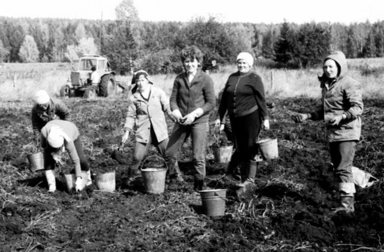 Фотоснимки из СССР: сбор урожая коллективно и весело. после, трудились, студенты, очень, такой, вместе, гитару, песни, любимые, можно, ехать, весело, компанией, ребят, распевали, костер, разжигали, собирались, рабочего, тяжелого